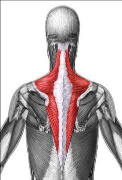 TRAPEZIUS Lie down on the floor by positioning the spiky massage ball at the bottom of your neck.