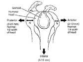 Glenohumeral Joint Function -Rotator Cuff -Articular Cartilage