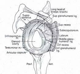 SLAP: Anatomy Superior Labrum Anterior to Posterior Suprascapular