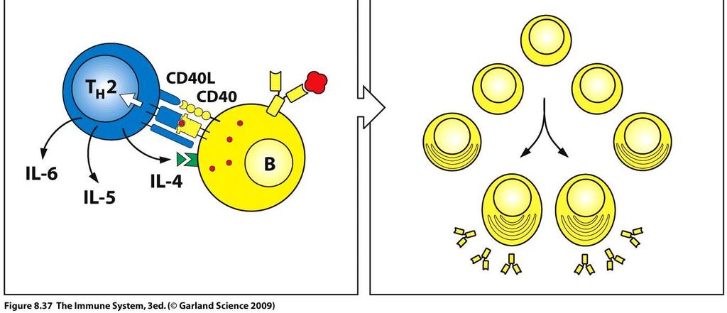 Events leading to Ab production 1. B cell receptors (BCR) bind Ags of pathogen 2. B cell engulfs pathogen and dismantles it 3. B cell displays only the Ag on its surface 4.