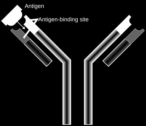 Bacterium Very strong binding