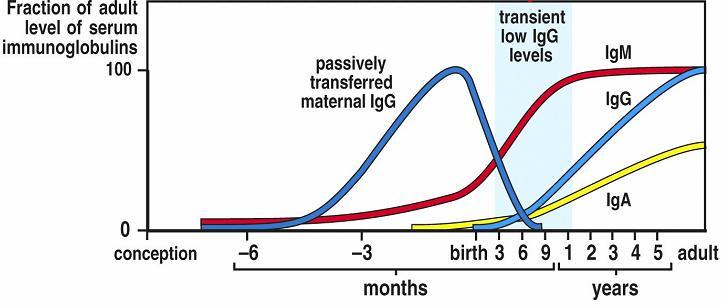 Ab levels from fetus to adult: we are born immunocompromised were it not for