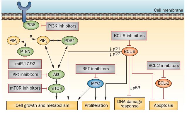Molecular Subtypes of DLBCL