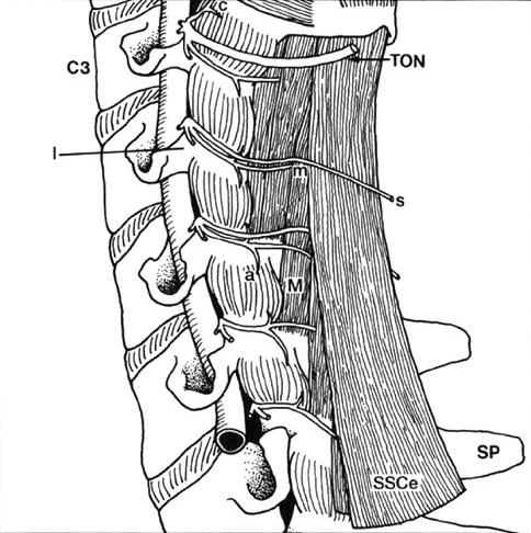 Cervical Medial Branch Neuroanatomy C3: Two divisions of the medial branch Deep division of medial