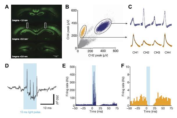 Optogenetic manipulation of hippocampal inhibitory cells Courtesy of elife. License CC BY 4.0. Source: Siegle, Joshua H., and Matthew A.