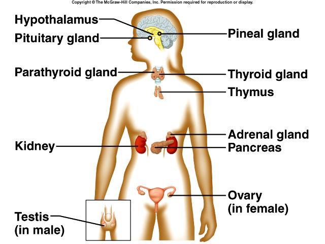 The Endocrine System Glands that release hormones into