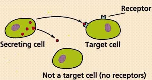 Target Cells The Endocrine System (cont.