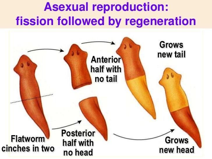 Examples of Asexual Reproduction Regeneration some organisms (starfish and the salamander) can replace an injured or lost part, and