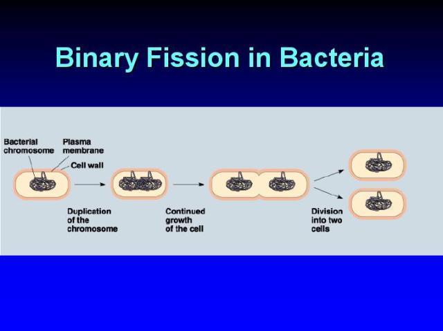 Examples of Asexual Reproduction Binary Fission - The process in which