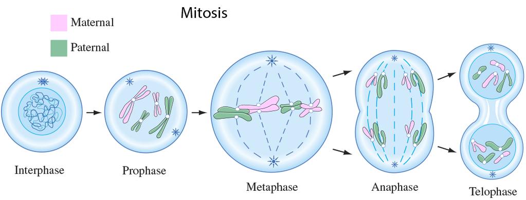 Cell Division Eventually cells need to duplicate. There are two main methods of replication, mitosis and meiosis.