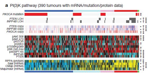 TCGA: Molecular characteristics of TNBC provides fuel for future therapeutics Basal-like Breast Cancer p53 mut 84% RB1 mut/loss 20%