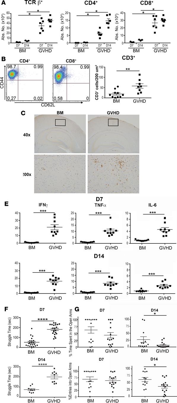 Figure 1. GVHD induces inflammation and behavioral alterations in the brain.