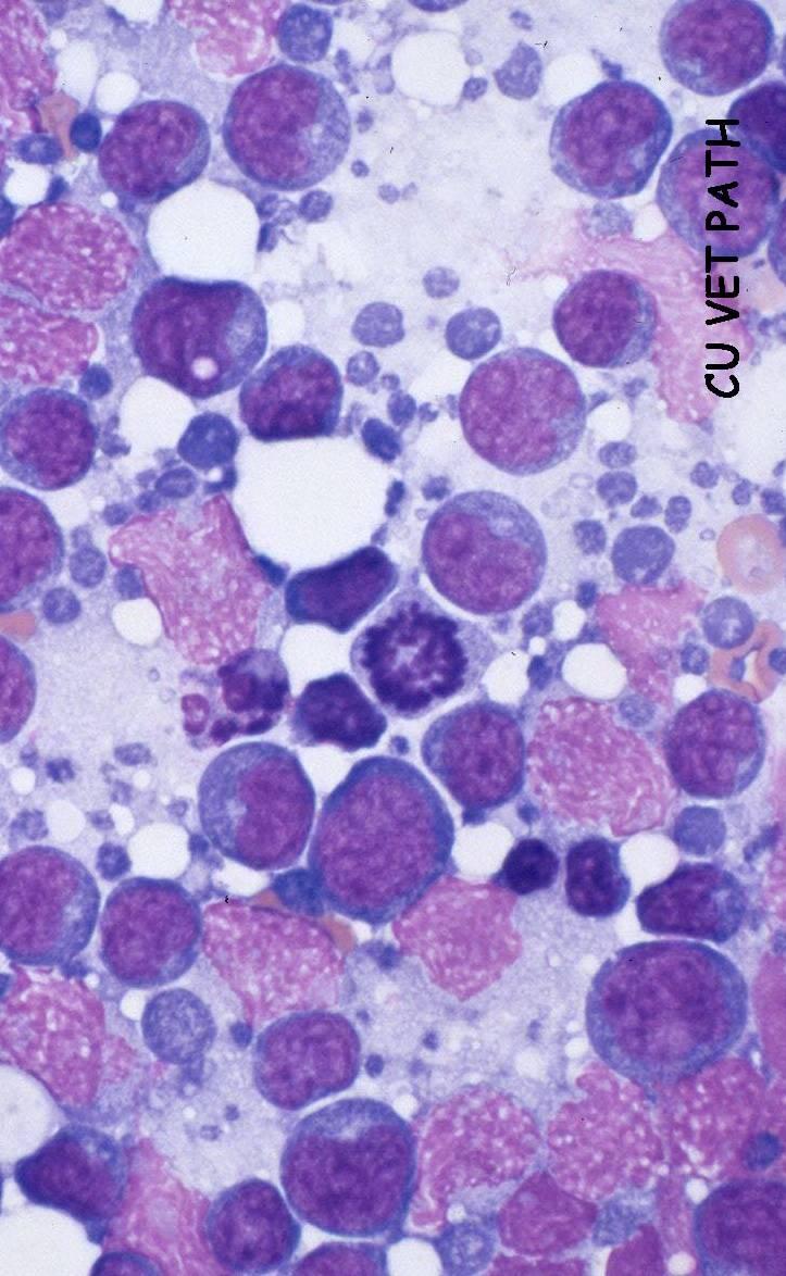 Lymphoma Lymphoglandular bodies Abnormal mitosis Ruptured cells Reactive lymph node Clinical signs gross lymphadenopathy