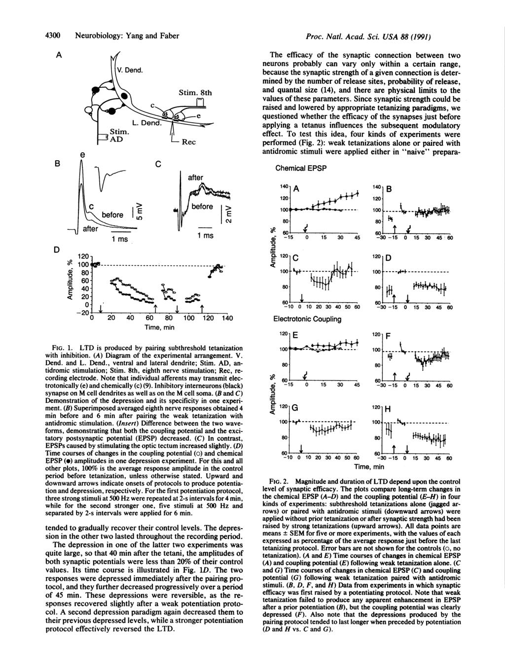 4300 Neurobiology: Yang and Faber B D C before er U - 1 ms 1 ms * 100.g 80' '! ' C) E 40- < 20 0' ' Tr i t O20v4. 0 40 80 100 140 FG. 1. LTD is produced by pairing subthreshold tetanization with inhibition.