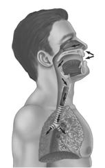 Breathing Process, cont'd Inhalation Exhalation Does not normally require effort. Diaphragm and intercostal muscles relax. The chest decreases in size, ribs and muscles assume their normal positions.