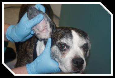Ears Check for evidence of otitis, stenosis, pain, or swelling Palpate the External Ear Canal