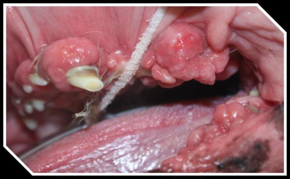 J Vet Dent, 13(2), 1996 Pyogenic Granuloma Pink to red, focal, lobulated, raised lesions Can mimic SCC in appearance