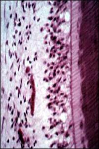 Dental pulp Contains odontoblasts (dentine forming cells) in outermost layer, next to