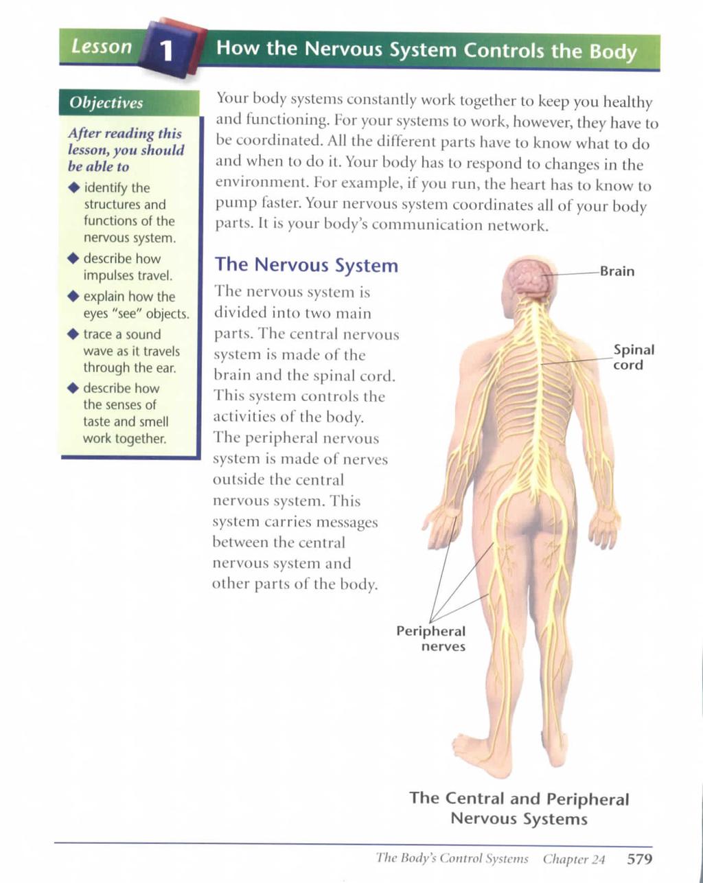 Lesson Objectives After reading this lesson, you should be able to + identify the structures and functions of the nervous system. ^ describe how impulses travel. ^ explain how the eyes "see" objects.
