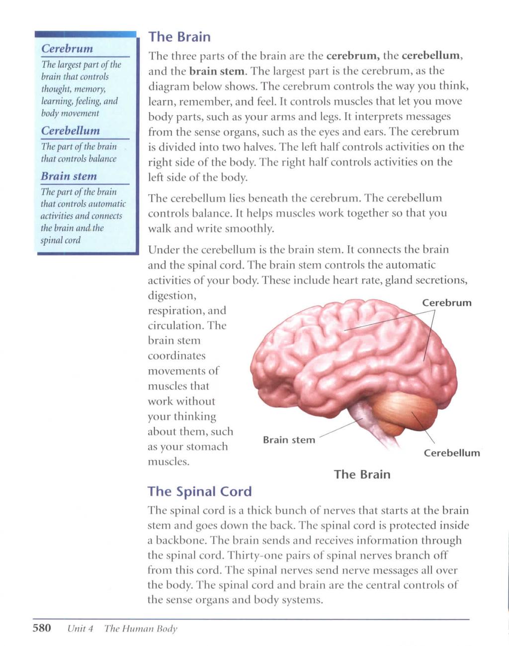 Cerebrum The largest part of the brain that controls thought, memory, learning, feeling, and body movement Cerebellum The part of the brain that controls balance Brain stem The part of the brain that