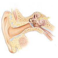 26. Listen, look and label the picture. 11 3. Eardrum 4. Little bones 5. Cochlea 1. Ear 6. Auditory nerve 2. Ear canal Ear diagram courtesy NASA 27.