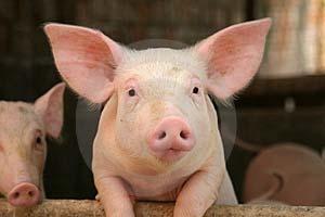 ROMANIA National Sanitary Veterinary and Food Safety Authority Progress of Classical Swine Fever control; Requirements for