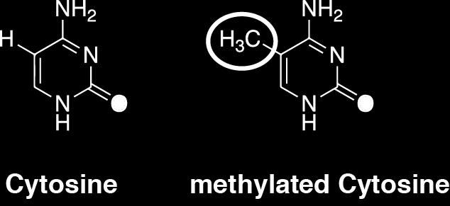 Factors Methylation
