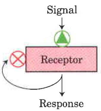 Izguba občutljivosti/prilagoditev ( desenzitisation/adaptation ) Aktivacija receptorja sproži povratni odgovor, ki zapre