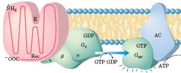 Membranski receptorji, sklopljeni z G proteini (GPRC) trikomponentni sistem Receptor s 7 transmembranskimi α-vijačnicami veže signalno molekulo S Protein, ki veže gvanozinski nukleotid -