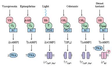 Nekatere skupne značilnosti signalnih poti, ki vključujejo sekundarni obveščevalec - odziv na hormone, svetlobo, vonj in okus Vezava signalne molekule na receptor v plazemski membrani sproži