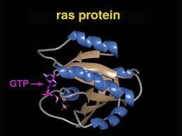 G-proteini (proteini, ki vežejo gvanozinske nukleotide) so drugi člen sistema GPRC - Vsi G proteini imajo enako osnovno strukturo (podenote α, β, γ).