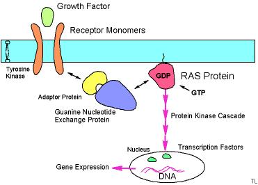 G-proteini in bolezni - Prototip G proteina je protein Ras pri cca 25% vseh vrst