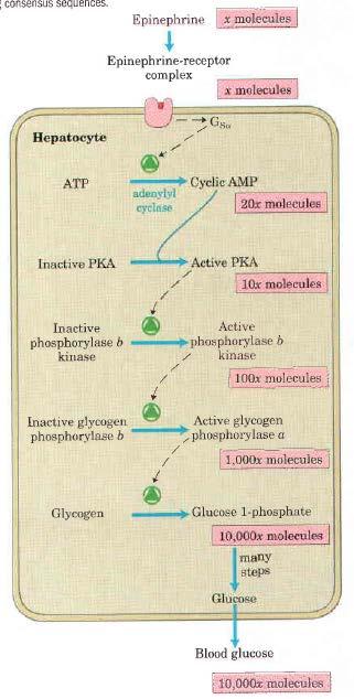 Primer signalne kaskade GPRC: Adrenalin preko adenilat ciklaze in camp aktivira protein kinazo A (Ena od končnih posledic te kaskade je povečana koncentracija krvne glukoze) Adrenalin se veže na