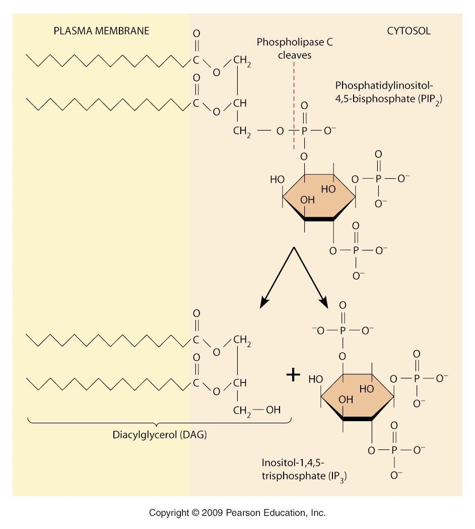 Signaliziranje preko G proteinov in sekundarnih obveščevalcev diacilglicerola, inozitol-3-fosfata (IP 3 ) in Ca2+ Druga velika skupina GPRC je preko G-proteinov povezana s fosfolipazo C (PLC).