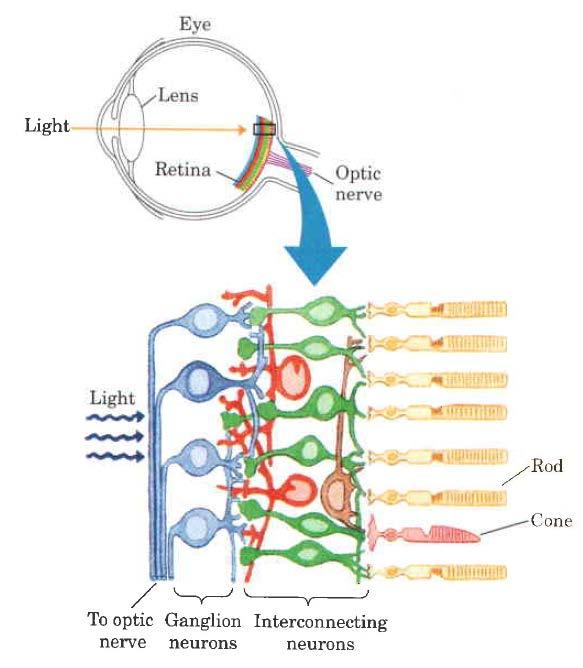 Sprejem svetlobe v očesu vretenčarjev poteka s signaliziranjem preko G proteina transducina in 2 nd obveščevalca cgmp Paličnica, za svetlobo občutljiva čutna celica v mrežnici Čepki -