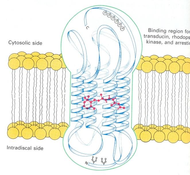 Energija svetlobe povzroči pretvorbo 11-cis retinala v vse-trans retinal Rodopsin regeneracija Citosol Notranjost transducin 11 cis retinal Izomerizacija 11-cis-retinala v trans retinal pod