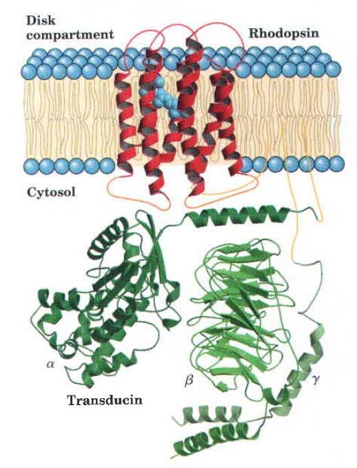 Interakcija med rodopsinom (receptor za svetlobo) in transducinom (G protein) sproži živčni impulz (zaznavanje svetlobe) Svetloba spremeni konfiguracijo retinala Konformacijska sprememba rodopsina