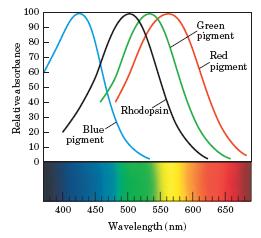 Absorpcijski spektri rodopsina in rdečih, zelenih in modrih receptorjev celic čepkov John