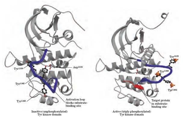 Nelson DL, Cox MM, Lehninger Principles of Biochemistry, 2005 Aktiviranje inzulinskega receptorja tirozinske kinaze z avtofosforilacijo