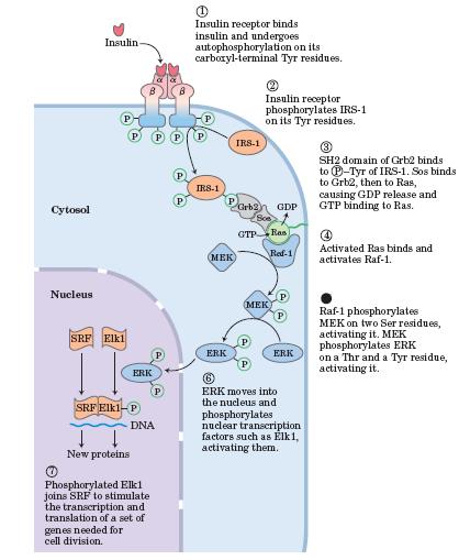 Nelson DL, Cox MM, Lehninger Principles of Biochemistry, 2005 Uravnavanje izražanja genov z inzulinom (počasni učinek) IRS-1 insulin receptor