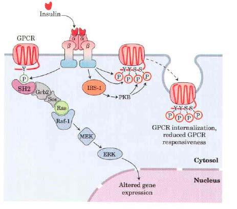 Različne signalne poti se med seboj prepletajo in sodelujejo primer sodelovanja insulinskega receptorja in beta-adrenergičnega receptorja Insulin je