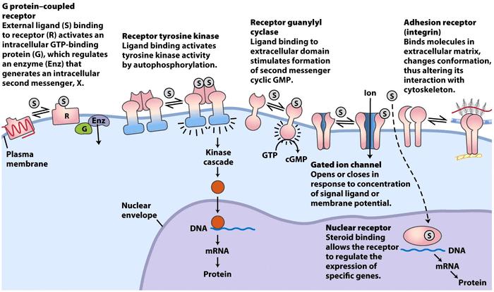 Evkariontske celice: 6 vrst mehanizmov prenosa signala (Lehninger 2008) 1. Membranski receptorji, povezani z G proteini 2.