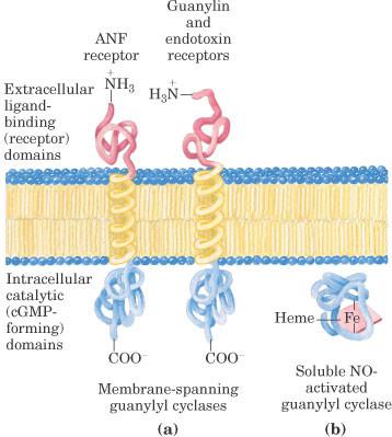 3. Receptorji z gvanilatciklazno aktivnostjo in signalizacija preko cgmp - Signalna molekula se veže in konformacijsko spremeni receptor - Gvanilatciklaza na notranji strani receptorja se aktivira -