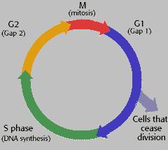 Biosignaliziranje in bolezni: motnje v biosignaliziranju lahko sprožijo onk Protoonkogeni se lahko pretvorijo v onkogene zaradi zunanjih dejavnikov Virusna infekcija Prerazporeditev kromosomov