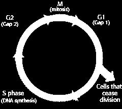 Onkogeni kodirajo Rastne faktorje Membranske proteine - receptorje za rastne faktorje Citoplazemske proteine - G proteine (Ras) - Proteinske kinaze - Jedrne transkripcijske faktorje, ki so ključnega
