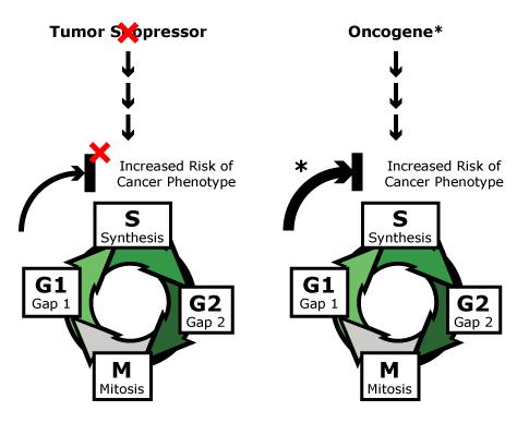 Mutacije v onkogenih in tumor zaviralnih genih in onkogeneza Onkogeni so mutirane oblike genov, ki kodirajo okvarjene proteine, ki uravnavajo celični cikel.