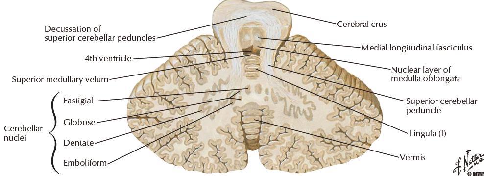 Cerebellar nuclei Fastigial,