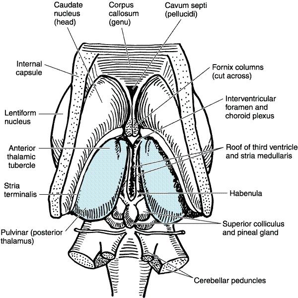 Divisions of diencephalon (dorsal) thalamus