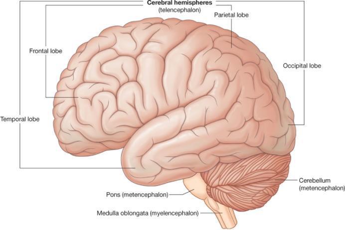 Location of cerebellum Lies above and behind the