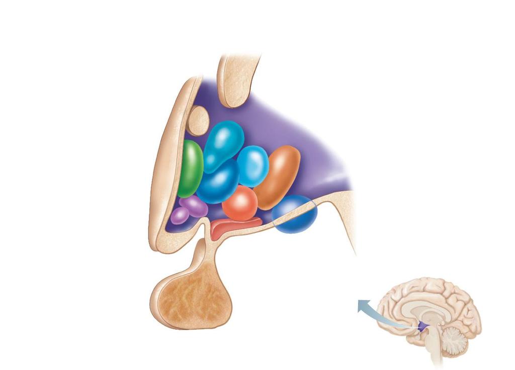 Anterior commissure Preoptic nucleus Anterior hypothalamic nucleus Supraoptic nucleus Suprachiasmatic nucleus Optic chiasma Infundibulum (stalk of the pituitary gland) Paraventricular